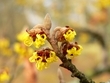 Eau florale d'hamamelis