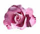 Eau florale de rose