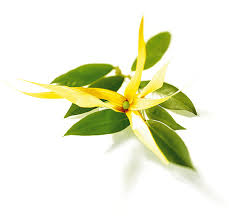 Huile essentielle d'ylang ylang