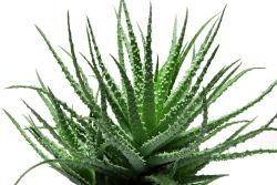 Huile d'Aloes vera