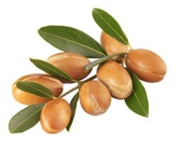 Huile d'Argan