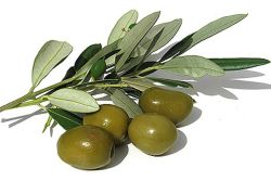 Huile d'Olive