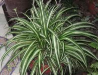 Chlorophytum comosum