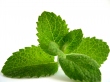 Crème de jour à la menthe pour peaux grasses